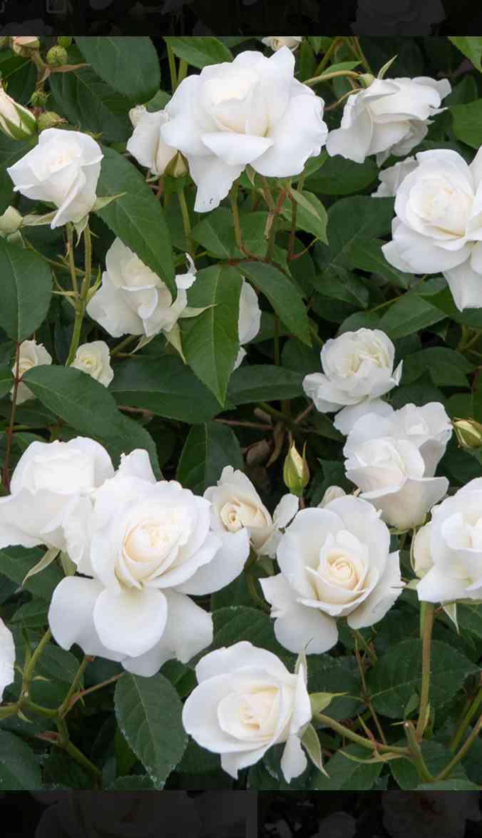 バラ アイスバーグ 鉢植え4年目｜🍀GreenSnap（グリーンスナップ）