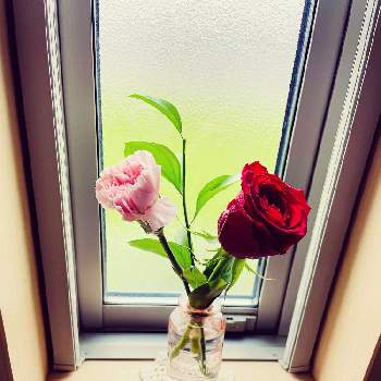 カーネーション♪の画像 by ★kaos★さん | 棚とカーネーション♡とばら バラ 薔薇とカーネーション♪とばら❤と丸葉ルスカス♡とバラを楽しむ