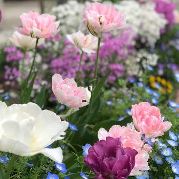色が変化の画像 by みゅーさん | 名前不明とチューリップ・マウントタコマとチューリップ・アンジェリケと備忘録と花壇と 八重咲きチューリップと色が変化とピンク色のお花と白色の花と白い花マニア