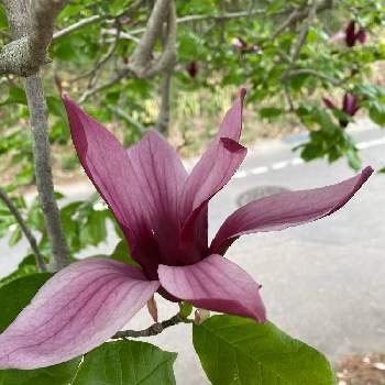 シモクレン(紫木蓮)の画像 by コアラさん | 畑とシモクレン(紫木蓮)と好きな色と春が来たと季節の花と蕾がいっぱいと大きな木と花のある暮らし