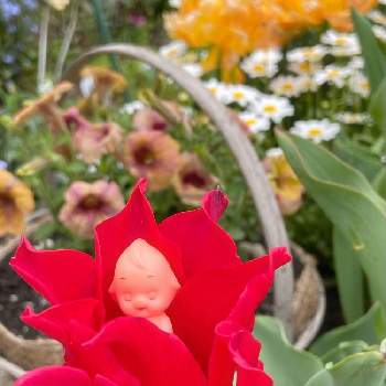 親指姫 の投稿画像一覧 Greensnap グリーンスナップ