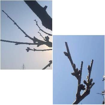 さくらんぼの木♡の画像 by 花土葉さん | 小さな庭と今日も笑顔で♡と剪定と春の訪れとお疲れ様でしたとさくらんぼの木♡