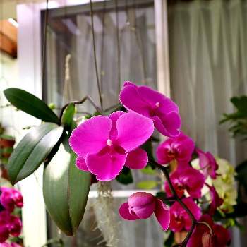 四季の花の画像 by gtyさん | テラスとコチョウランと観葉植物と亜熱帯・熱帯植物とSDGsと沖縄とガーデニングと四季の花