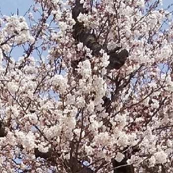 だいすきの画像 by ぴょんさん | お出かけ先とさくら サクラ 桜とだいすきと可愛い❤と綺麗なお花❤ときれいな色とピンク色の花と朝は冷えると花のある暮らしと出先でと散歩中