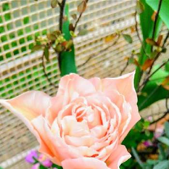 ダブルデッカーの画像 by yukimidaihukuさん | 小さな庭とダブルデッカーとお気に入り♡と春の庭と チューリップと花は癒やし♡