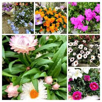 うっこさん家の可愛いお花達の画像 by うっこさん | 小さな庭と♡タキイ種苗♡と♡癒し♡と♡PW♡と花のある暮らしとうっこさん家の可愛いお花達