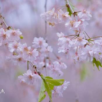 シダレザクラの画像 by しまさん | お出かけ先とシダレザクラと春のお花と桜フォトコン2022