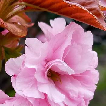 桜さくの画像 by 花小鳥さん | お出かけ先と山野草とおさんぽと桜フォトコン2022と八重咲きと散歩道と桜さくとやま
