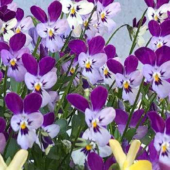お花の寄せ植えの画像 by yuriさん | バルコニー/ベランダとビオラとビオラ・パンジーとお花の寄せ植えと紫色のお花と花のある暮らしと大好きビオラ