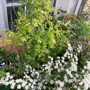 コデマリ,モッコウバラ,小手毬,鉢の名前は「みどり」,バラ 鉢植えの画像