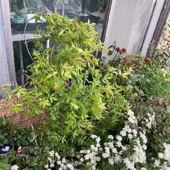 ゴマダラカミキリ,カミキリムシ被害,カミキリムシの画像