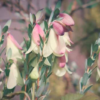 ピメレア ピソディスの投稿画像一覧 Greensnap グリーンスナップ ピメレア ピソディスの投稿画像一覧 Greensnap グリーンスナップ