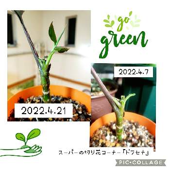 ドラセナ挿し木の投稿画像一覧 Greensnap グリーンスナップ