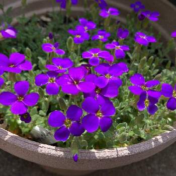 オーブリエチアの画像 by まめたんさん | 小さな庭とオーブリエチアとたのしみ♡と花のある風景とかわいい♡と癒され風景と小さな幸せ♡と神奈川県の風景と紫の花