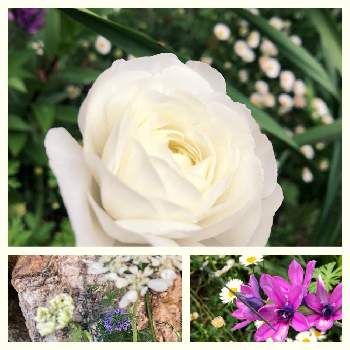 バビアナの花の画像 by sさん | 小さな庭とギリアレプタンサと八重の花と花のある生活とナチュラルガーデンとおうち園芸と春の花！とナチュラルスタイルと可愛いとオルレア（オルラヤ）と花のある暮らしと青い花マニアとエリゲロン！と白い花と小花好きとグランドカバーと紫の花と花が好きと庭の宿根草とバビアナの花