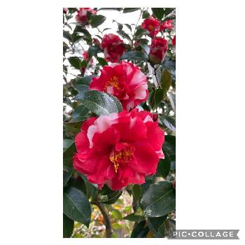 つばきの画像 by 輪羽（りんは）さん | 広い庭とつばきとかわいい蕾と春だねと春が来たと綺麗な葉っぱと赤い花とビビット