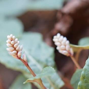 タデ科タデ属の投稿画像一覧 Greensnap グリーンスナップ