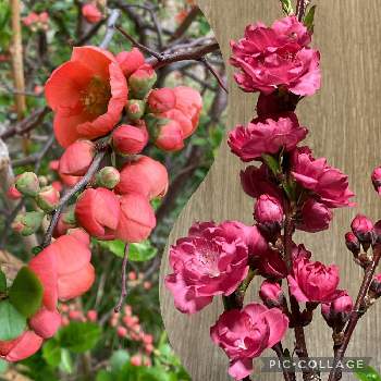 和風ティストの画像 by 輪羽（りんは）さん | 広い庭と癒される♡と可憐な花とかわいい蕾と和風ティストと春だねとピンクのお花とかわいい