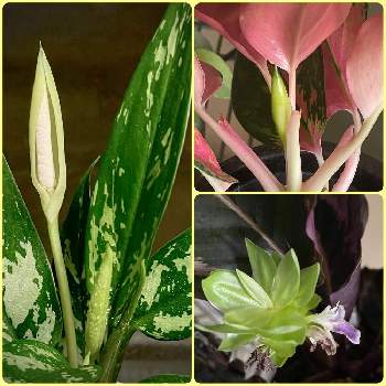 カラテア ドッティの投稿画像一覧 Greensnap グリーンスナップ