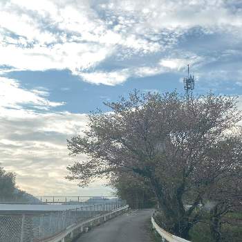 桜のある風景の画像 by あんこさん | ソメイヨシノとサクラと癒しと感謝と思い出の花と桜フォトコン2022と桜のある風景と自然の癒しと花のある暮らし