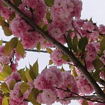 がんばれ日本の画像 by かおるんるんさん | お出かけ先とウクライナに平和をとyu ＆ゆうクラブと多種多様性を愛する会とウキウキわくわく♪と繋がりに感謝ღღと桜フォトコン2022としあわせ運べるようにといつも心に太陽をと医療現場の人々に感謝と桜(さくら)リレーとピンクワールドへ ようこそと❤️桜リレー♬とGS皆様ありがとうとGSアダルトチームとPONちゃん春ですょ♬とがんばれ日本