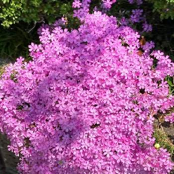 モコモコふわふわの画像 by manabeさん | お出かけ先と芝桜・ピンクとシバザクラとハナシノブ科とピンクの花と地を這う葉物と葉は細長くかたいと今日のお花とモコモコふわふわと春のお花