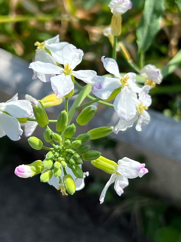 ハマダイコンの投稿画像 By まあみさん お出かけ先と金曜日の蕾たちと漢方薬と川土手と食用と白いお花と可愛いとほんのりピンクが好きとアブラナ科と金曜日の蕾たちと漢方薬と川土手と食用と白いお花と可愛いとほんのりピンクが好きとアブラナ科 22月4月22日