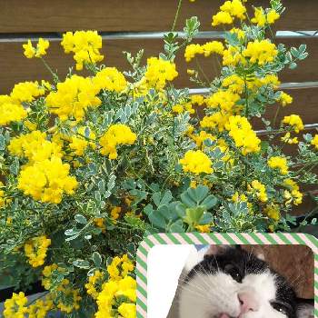 ネコと植物の画像 by きき子さん | 小さな庭とニャンニャン祭りとおうち園芸とネコと植物と花のある暮らしとチーム愛知
