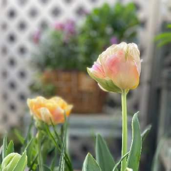 朝陽を浴びての画像 by 麻さん | バルコニー/ベランダとピンクの花と チューリップと花のある暮らしと朝陽を浴びてと『秋植え球根2022』フォトコンテストと球根植物