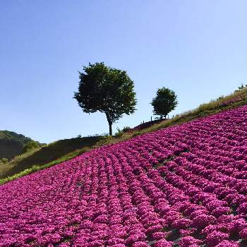 スプリング＊の画像 by ニワニハ(^^)♡さん | お出かけ先とシバザクラとスプリング＊とピンク♡とドライブと 芝桜と自然の癒しと青空
