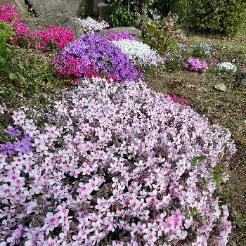 芝桜の花の画像 by きゃろっぴぃさん | 広い庭とシバザクラと今日のお花と芝桜の花