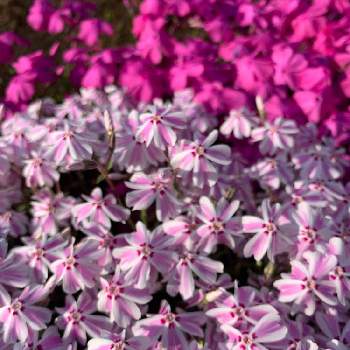 きれいな景色の画像 by 六花さん | お出かけ先と散歩と小さな花ときれいな景色とピンク系のお花と今日のお花