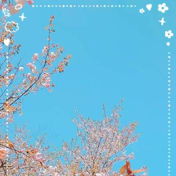 青空に映えるの画像 by スカイブルーさん | お出かけ先といつも笑顔で〜〜♡と世界平和と陽射しを浴びてとがんばれ！がんばれ！とピンクの花とはなのある暮らしと可愛い〜♡とさくらと青空に映える