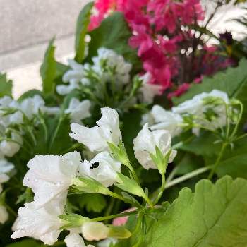 日本サクラソウの画像 by かかさん | 小さな庭と日本サクラソウと白い花と金曜日の蕾たち