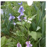 球根 ツリガネソウの一覧 Greensnap グリーンスナップ