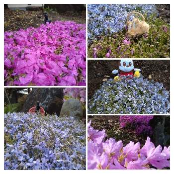 しばざくらの画像 by ゆうさんさん | 小さな庭としばざくらと小さな幸せと季節をかんじてとピンクわールドヘようこそと今日のお花