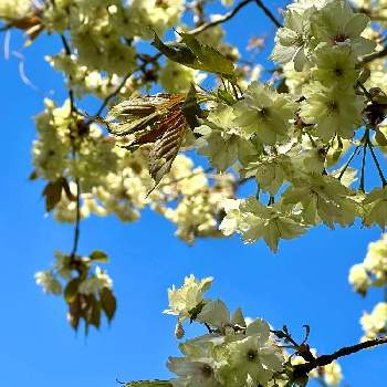 ウコン桜の画像 by メイさん | お出かけ先とウコン桜と会いたかった花とさくら 桜 サクラと花から元気をと笑顔の源と春の花木と桜(さくら)リレーと❤️桜リレー♬と花いろいろと平和を願うと花のある暮らし