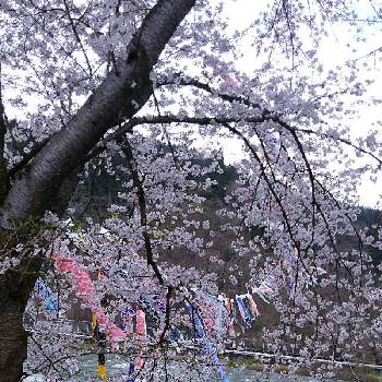 ❤️さくらリレー♬の画像 by かすみそうさん | お出かけ先と桜　さくらとピンクの花と❤️さくらリレー♬と桜(さくら)リレーとリフレッシュ♡といやし♪