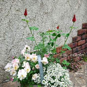 シエルブリエの画像 by ❀すず❀さん | 小さな庭とアリッサムとフリル咲きパンジー　シエルブリエとストロベリーキャンドルとシエルブリエと今日この頃とビオラ・パンジーと寄せ植えとガーデニング大好きと4月と種蒔きっ子とブリキ鉢と❀すず❀作業記録とお花のある暮らし