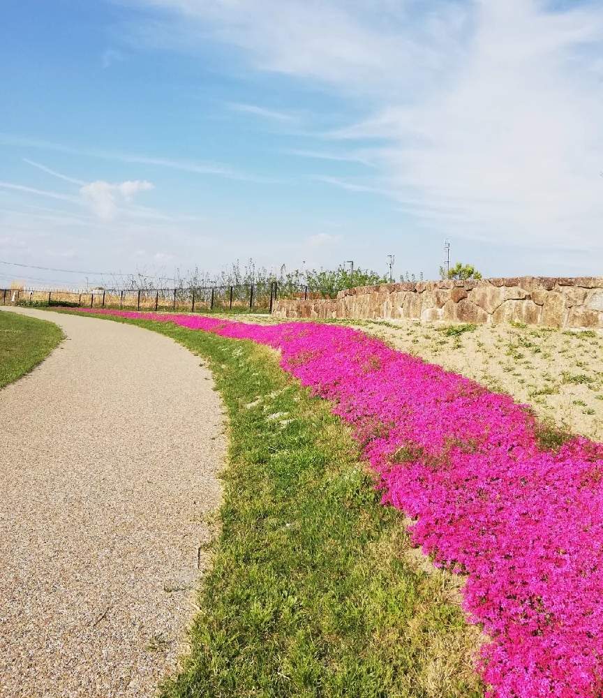 お出かけ先の投稿画像 By ひだまり3さん 公園の花と今日のお花とはるのお花 と公園の花と今日のお花とはるのお花 22月4月22日 Greensnap グリーンスナップ Greensnap グリーンスナップ