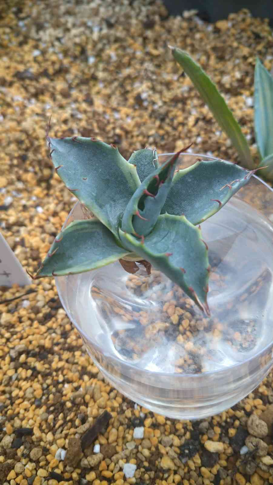 オバティサナ シースターの一覧｜🍀GreenSnap（グリーンスナップ）