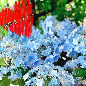 紫陽花佳澄の画像 by hinamama ♡さん | 小さな庭とアジサイ　紫陽花とありがとう♡と激安‼️と紫陽花佳澄