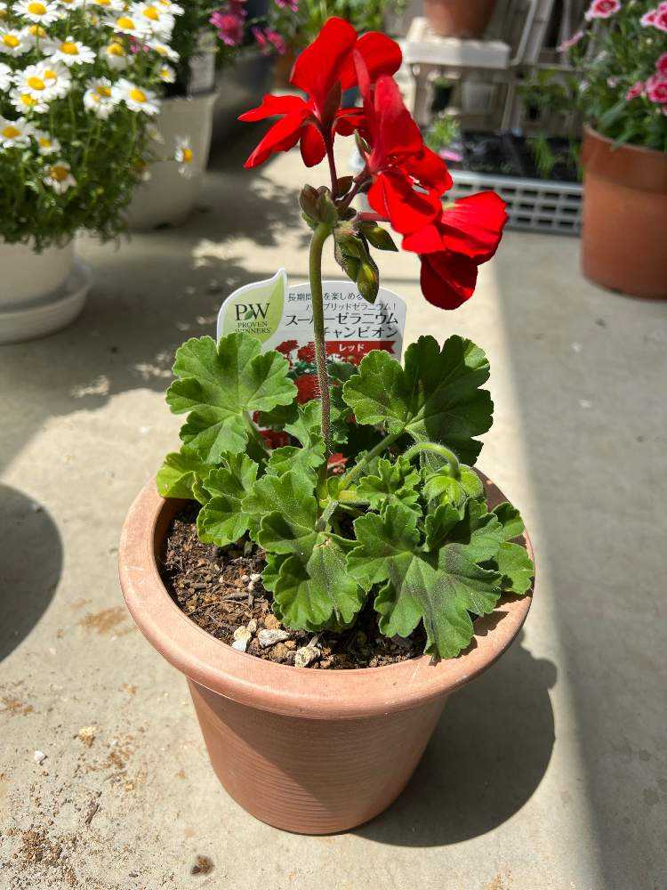 スーパーゼラニウムチャンピオン レッド Greensnap グリーンスナップ