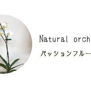 Natural orchid 蘭