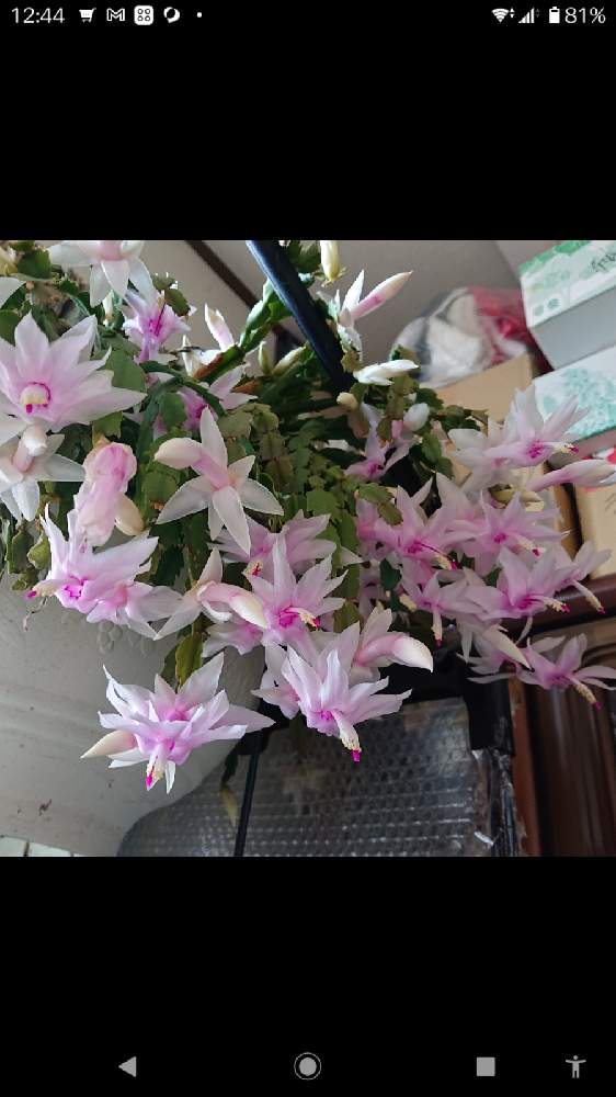 年代物のシャコバサボテン Greensnap グリーンスナップ