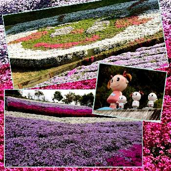 花のある世界♡の画像 by mako(#^.^#)さん | お出かけ先とシバザクラとかわいいとピンクの花と花のある世界♡とGS ３年生