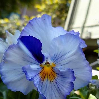 絵になるスミレの画像 by レモンさん | 小さな庭と絵になるスミレと青い花とおうち園芸といやし♡と可愛い♡