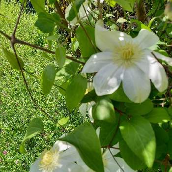 素敵なガーデンの画像 by りぼんさん | 小さな庭とクレマチスと白い花と花のある暮らしと可憐な花と素敵なガーデン