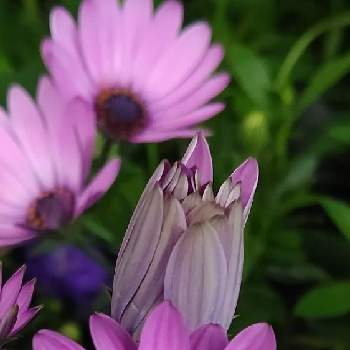 紫の原理の画像 by ❦THE HERMIT❦さん | お出かけ先とオステオスペルマムと金曜日の蕾たちと光輝く花と蕊蕊蕊と刹那さとホワイトと癒されとマクロ撮りと葉っぱと薄桃色と紫の原理と元気❗❗とピンクと本来の色と秘密のpicと大好きな花とシルエット❤︎とヒカリと風の中