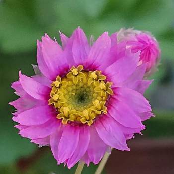 ローダンセ の投稿画像一覧 Greensnap グリーンスナップ